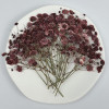 Dried Pressed Flowers White Red Babysbreath