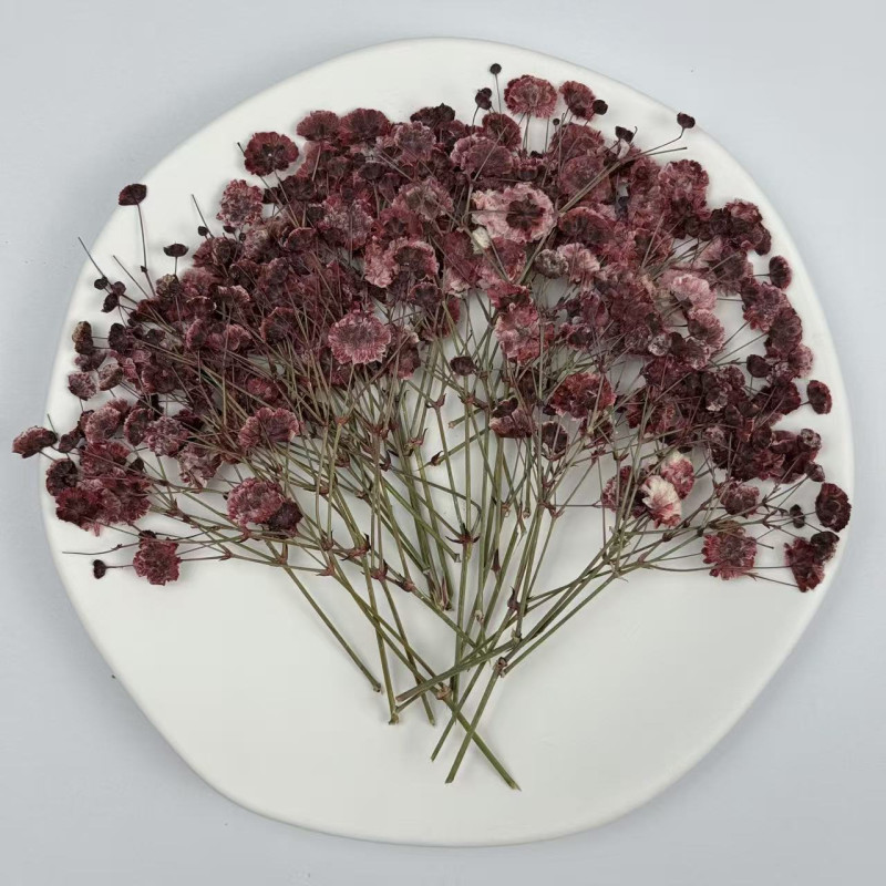 Dried Pressed Flowers White Red Babysbreath