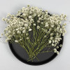 Dried Pressed Flowers White Red Babysbreath