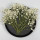 Babysbreath