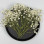 Dried Pressed Flowers White Red Babysbreath