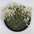 Babysbreath