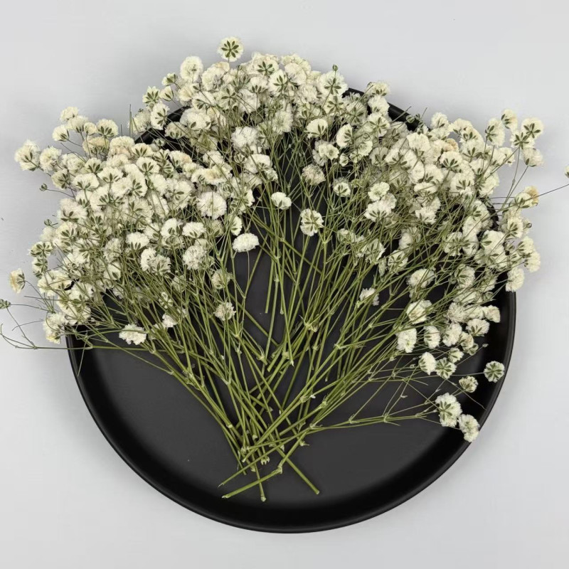 Dried Pressed Flowers White Red Babysbreath
