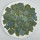 Double-petaled hydrangea