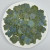 Double-petaled hydrangea