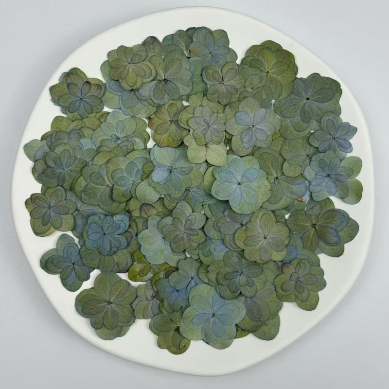 Dried Pressed Flowers Double-Petaled Hydrangea