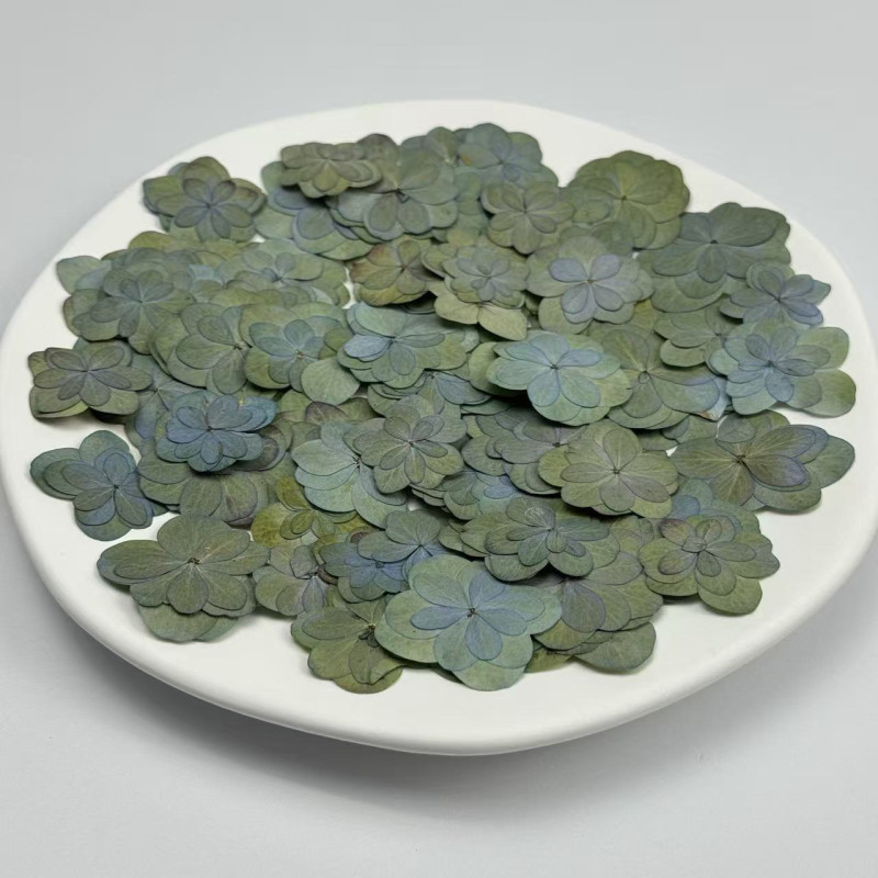Dried Pressed Flowers Double-Petaled Hydrangea