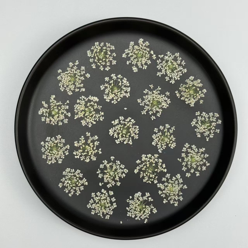 Dried Pressed Flowers Queen Anne's Lace