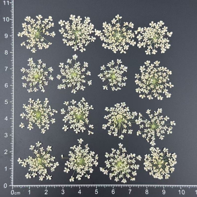 Dried Pressed Flowers Queen Anne's Lace