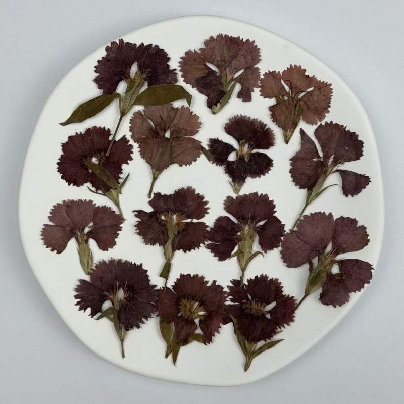 Dried Pressed Flowers Dianthus Chinensis