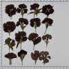Dried Pressed Flowers Dianthus Chinensis