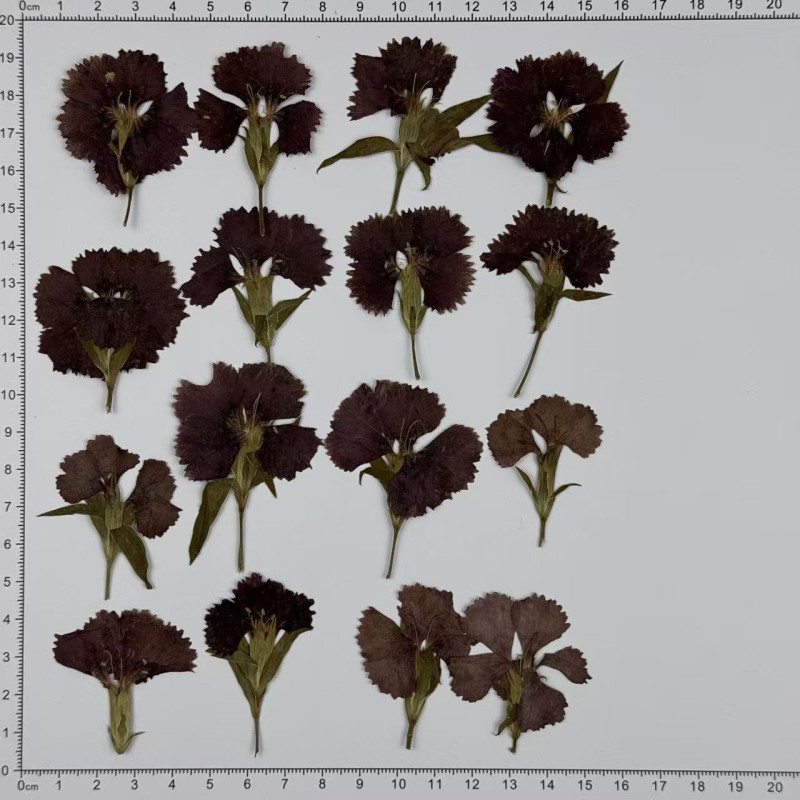 Dried Pressed Flowers Dianthus Chinensis