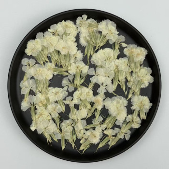 Dried Pressed Flowers Dianthus Chinensis
