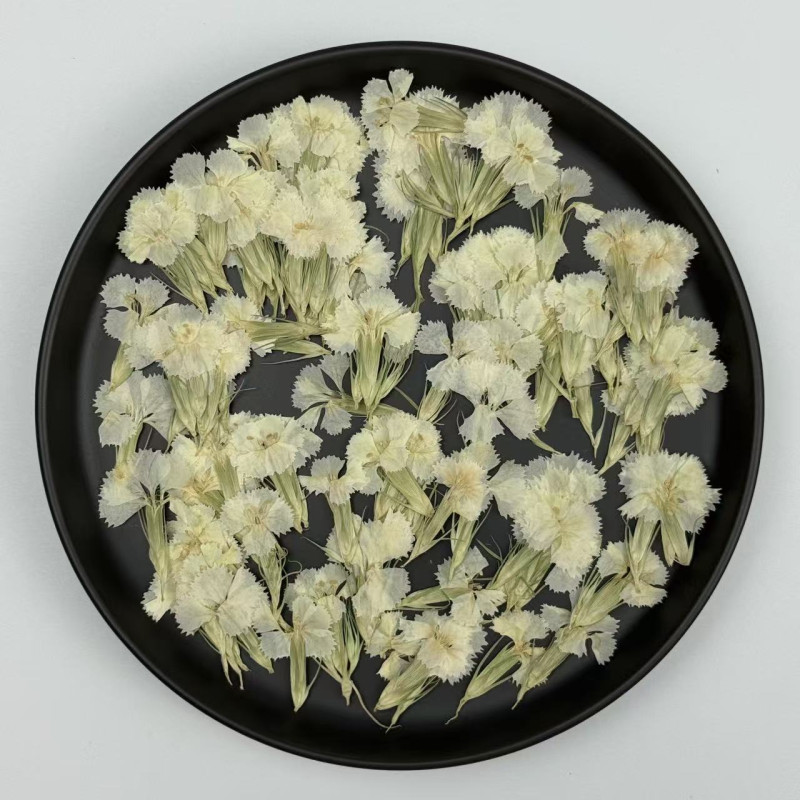 Dried Pressed Flowers Dianthus Chinensis