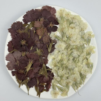 Dried Pressed Flowers Dianthus Chinensis