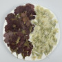 Dried Pressed Flowers Dianthus Chinensis