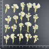 Dried Pressed Flowers Dianthus Chinensis