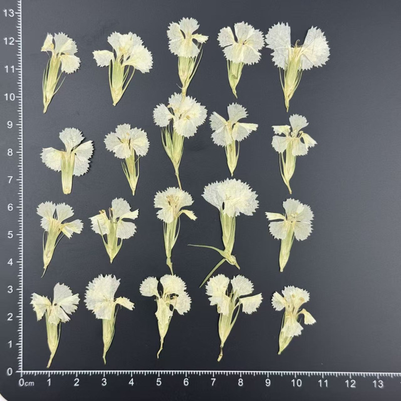 Dried Pressed Flowers Dianthus Chinensis