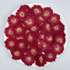 Dried Pressed Flowers Mini Red China Rose