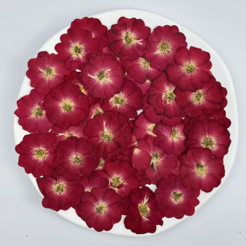 Dried Pressed Flowers Mini Red China Rose