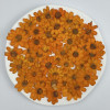 Dried Pressed Flowers Orange Zinnia