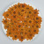 Zinnia