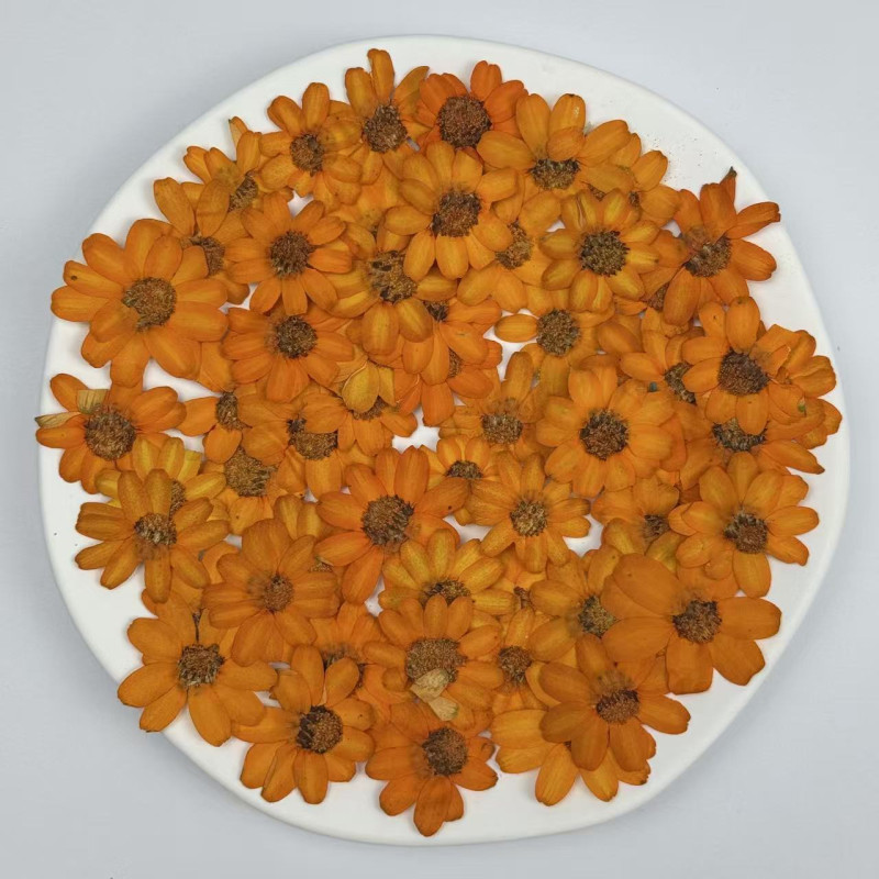 Dried Pressed Flowers Orange Zinnia
