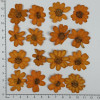 Dried Pressed Flowers Orange Zinnia