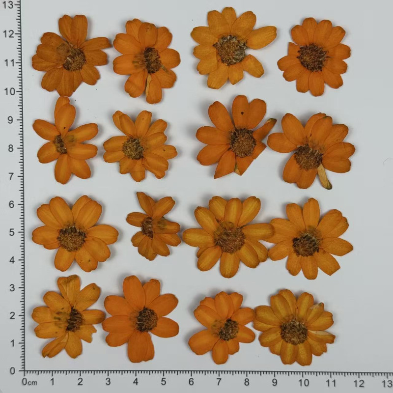 Dried Pressed Flowers Orange Zinnia