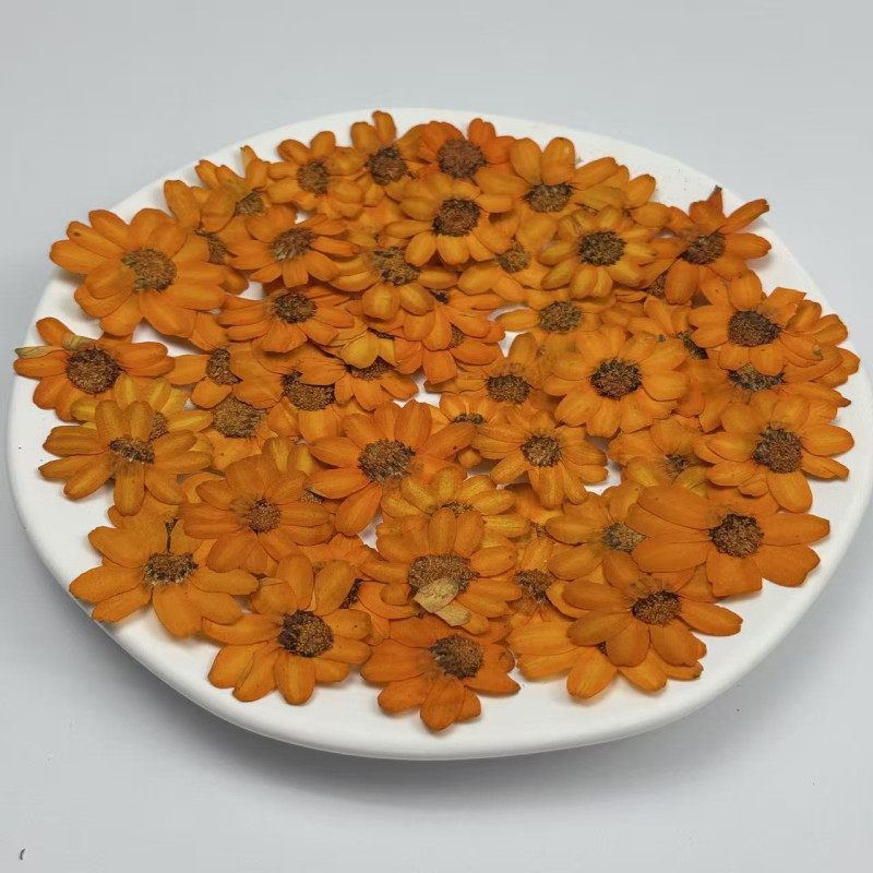Dried Pressed Flowers Orange Zinnia