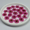 Dried Pressed Flowers Colorful Needle Chrysanthemum