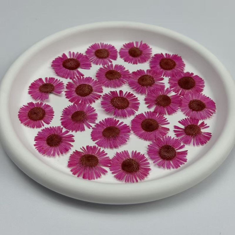 Dried Pressed Flowers Colorful Needle Chrysanthemum