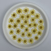 Dried Pressed Flowers Colorful Needle Chrysanthemum