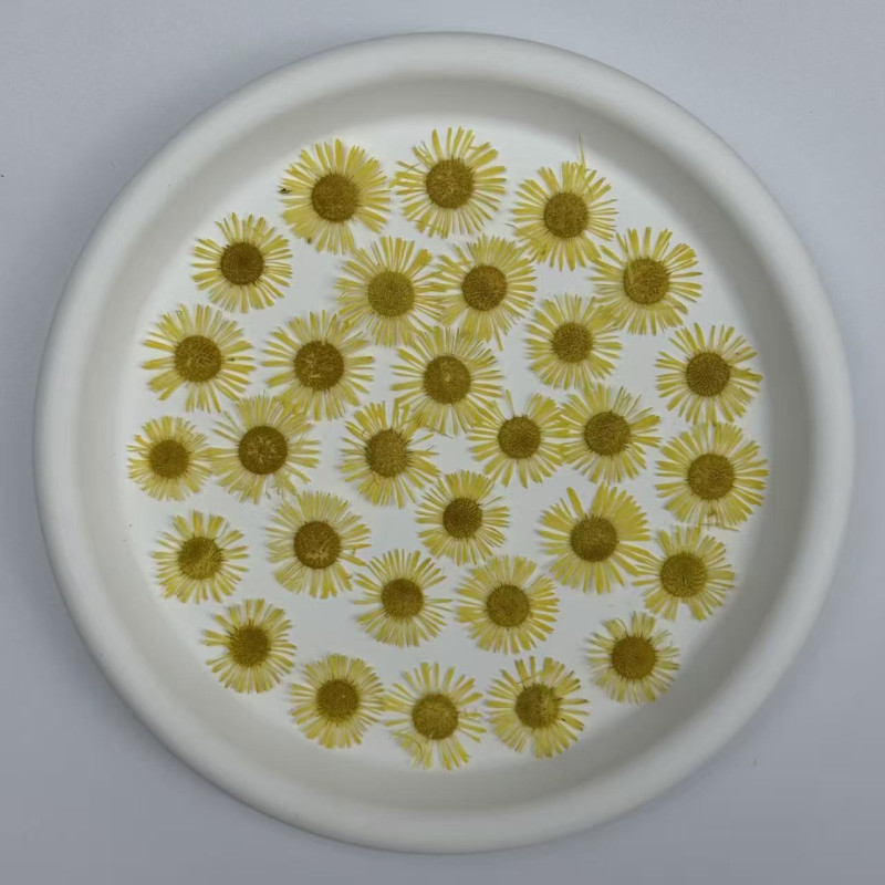 Dried Pressed Flowers Colorful Needle Chrysanthemum