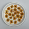 Dried Pressed Flowers Colorful Needle Chrysanthemum