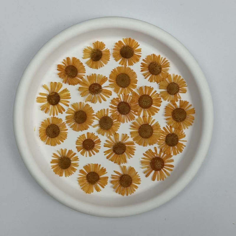 Dried Pressed Flowers Colorful Needle Chrysanthemum