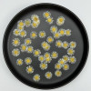 Dried Pressed Flowers Colorful Needle Chrysanthemum