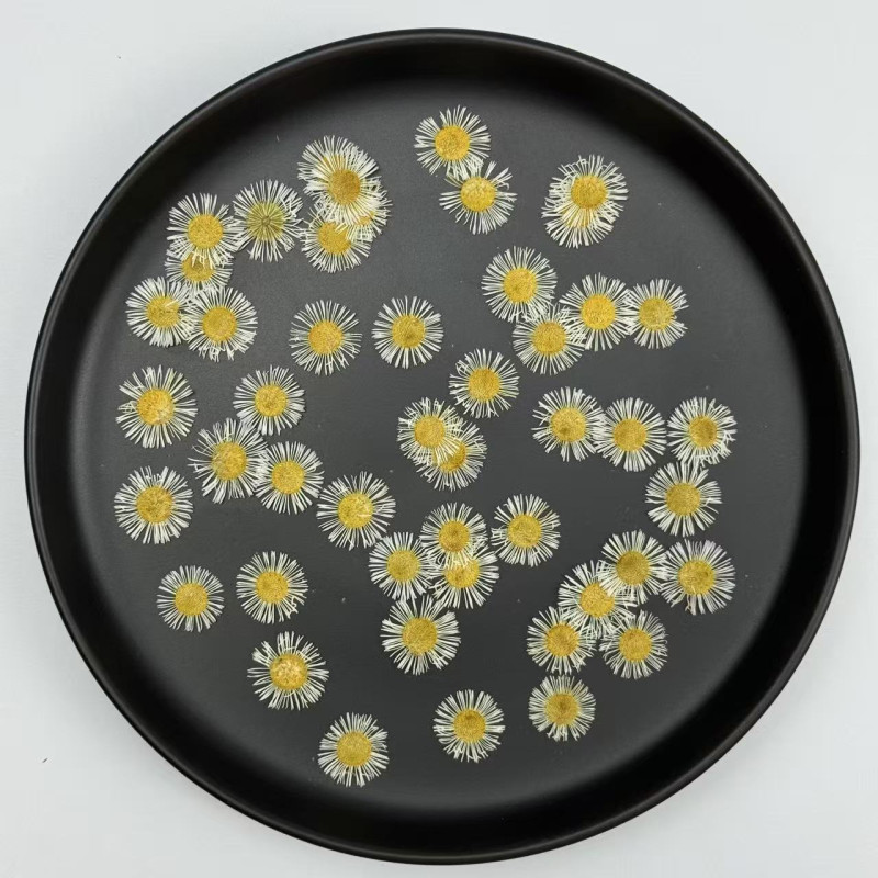 Dried Pressed Flowers Colorful Needle Chrysanthemum