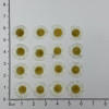 Dried Pressed Flowers Colorful Needle Chrysanthemum
