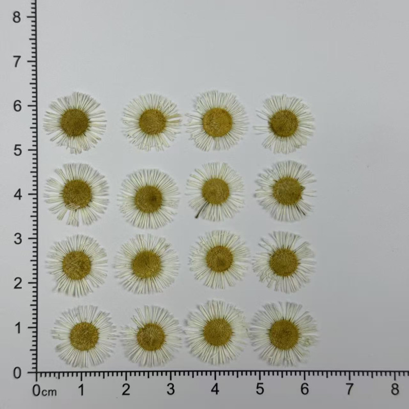 Dried Pressed Flowers Colorful Needle Chrysanthemum