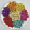 Dried Pressed Flowers Colorful Needle Chrysanthemum
