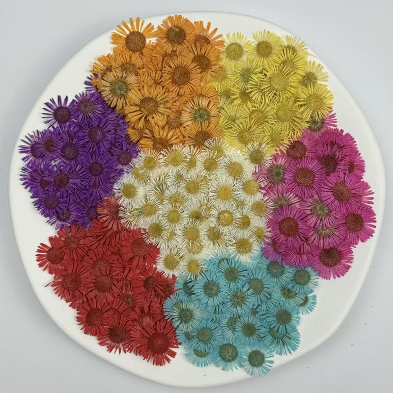Dried Pressed Flowers Colorful Needle Chrysanthemum