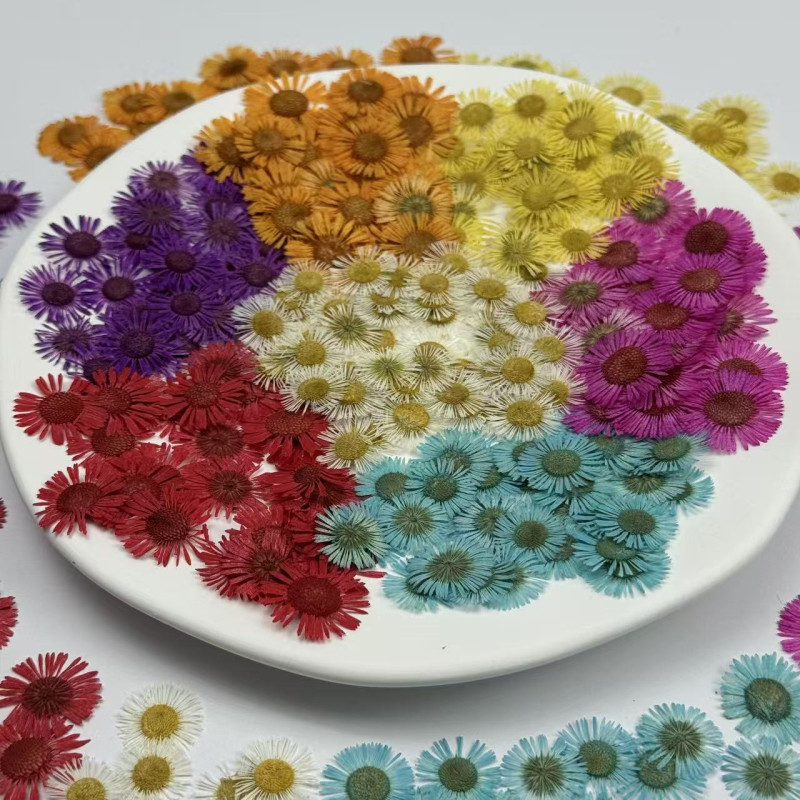 Dried Pressed Flowers Colorful Needle Chrysanthemum