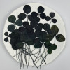 Dried Pressed Flowers Clovers