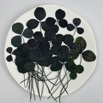 Dried Pressed Flowers Clovers
