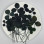 Dried Pressed Flowers Clovers
