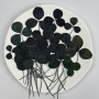 Dried Pressed Flowers Clovers
