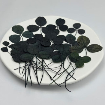Dried Pressed Flowers Clovers