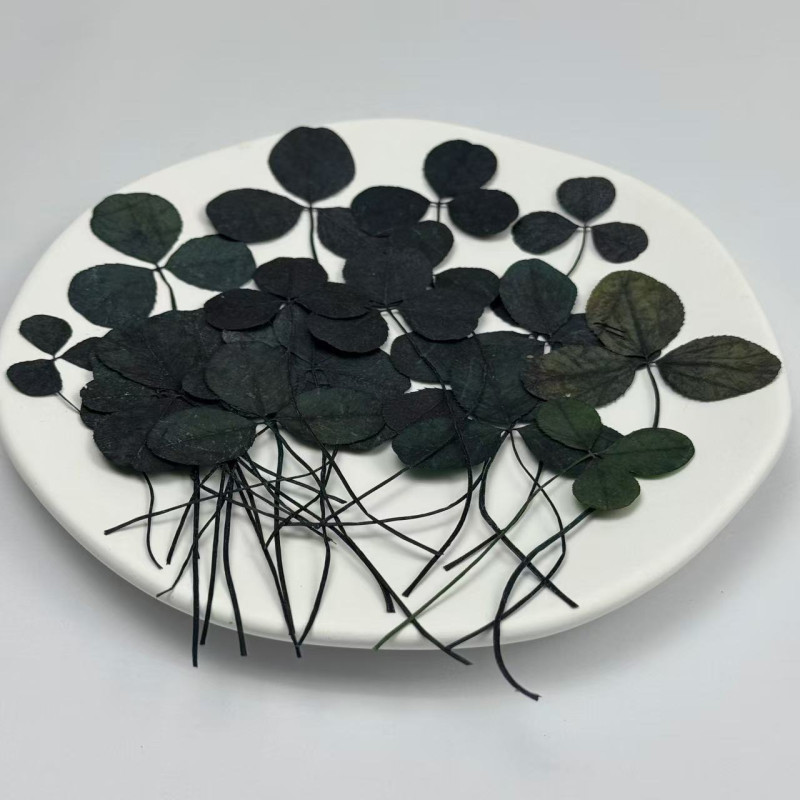 Dried Pressed Flowers Clovers