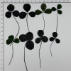 Dried Pressed Flowers Clovers
